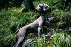 世界十大禁養(yǎng)猛犬排行榜：美國斗牛犬上榜，比特犬排第一位