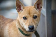 世界十大最長壽的犬種，中華田園犬壽命可達(dá)20年