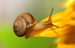 世界上最多牙齒的動(dòng)物，蝸牛有兩萬(wàn)多顆牙齒