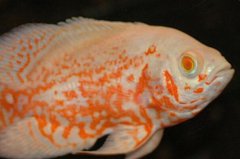 世界十大好養(yǎng)的大型觀賞魚：銀龍魚居第六，地圖魚排第一