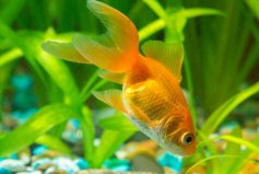 十大最好養(yǎng)小型觀賞魚：錦鯉排第六，孔雀魚位列第二