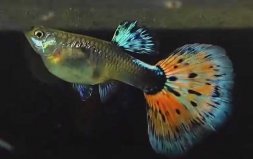 十大最好看的觀賞魚，孔雀魚和龍魚位列前兩名