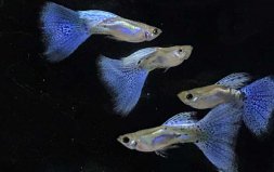 12種最適合懶人養(yǎng)的觀賞魚，孔雀魚排第一位