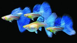 小型觀賞魚(yú)哪種好養(yǎng)？十種容易養(yǎng)的小型觀賞魚(yú)