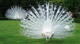 世界十大高顏值動物排行，白孔雀排第一位