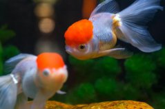 裸缸十大首選冷水魚：金魚排第一，中國斗魚排第二