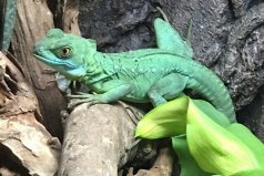 全球十大超能力動物，變色龍與電鰻位居前兩名