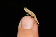盤點關于爬行動物的10大吉尼斯紀錄，你知道幾個？