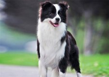 哪種犬的智商排名第一？世界上智商最高的犬類