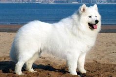 世界10大高智商動物：鴿子排第五，狗排第一位