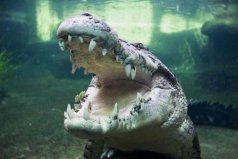 世界10大咬合力最強的動物，灣鱷排第一位