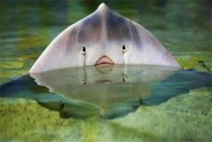 世界10大動物殺手：藍(lán)環(huán)章魚排第五，黃貂魚竟然奪冠