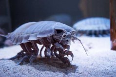 世界上十大最恐怖的動物，巨型等足蟲排第一位