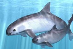 全球10大瀕臨滅絕的海洋動物，加灣鼠海豚排第一