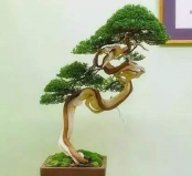 盆景樹木種類前十名，柏類排第一名