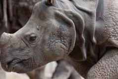 地球上10大珍稀動物：蘇門答臘虎上榜，爪哇犀牛居首