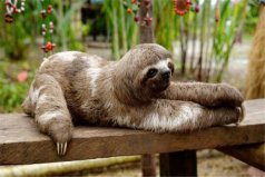 世界10大最懶的動物：大熊貓排第五，樹懶居榜首