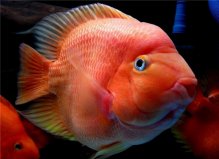 地球上10大命運最慘的熱帶魚，鸚鵡魚居第一位