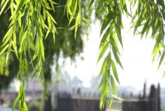 哪些樹耐水性比較好？世界上最耐水的十種樹木
