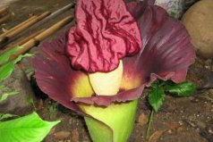 世界十大特殊植物：泰坦魔芋排第一，大王花排第二
