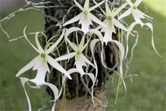 世界十大最貴的植物，鬼蘭占據(jù)第一位