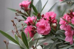 十大美麗劇毒植物排行榜：水仙花上榜，夾竹桃居第一位