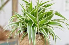 吸收甲醛最佳的十種植物，吊蘭、綠蘿和虎尾蘭霸榜前三甲