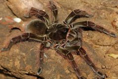 世界上三種最大蜘蛛，亞馬遜食鳥蛛體長可達30厘米